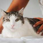 Descubra Quanto Tempo Dura a Gestação de um Gato