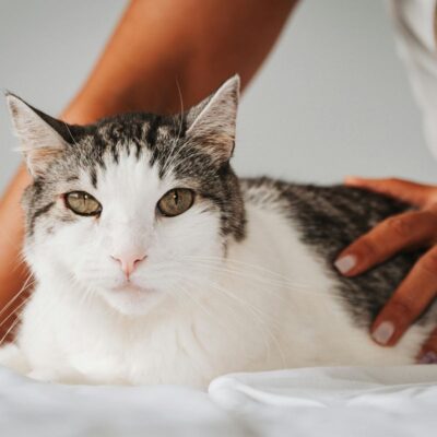 Descubra Quanto Tempo Dura a Gestação de um Gato