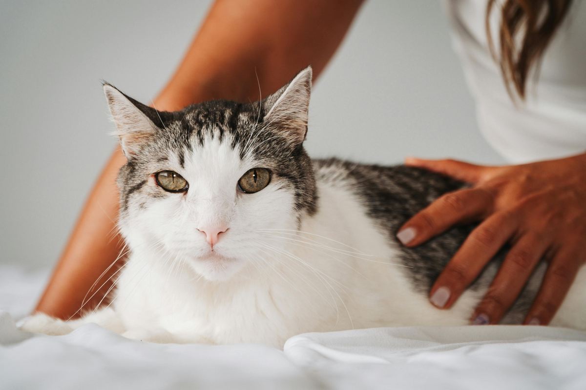 Descubra Quanto Tempo Dura a Gestação de um Gato