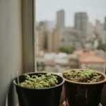 Temperos Frescos em Casa: Guia Definitivo para Cultivar em Potes e Vasos (Sem Jardim!) — como plantar temperos em casa sem ja