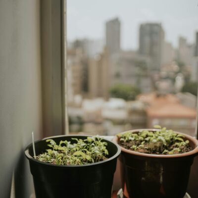 Temperos Frescos em Casa: Guia Definitivo para Cultivar em Potes e Vasos (Sem Jardim!) — como plantar temperos em casa sem ja