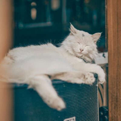O Segredo do Ronronar: Por Que Gatos Ronronam e o Que Esse Som Revela Sobre Seu Felino — por que gatos ronronam o que signifi