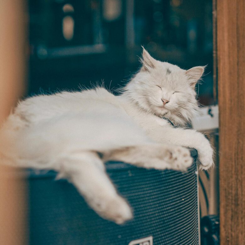 O Segredo do Ronronar: Por Que Gatos Ronronam e o Que Esse Som Revela Sobre Seu Felino — por que gatos ronronam o que signifi