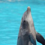 Quais são os animais mais inteligentes do mundo ranking — quais são os animais mais inteligentes do mundo ranking | Namídia N